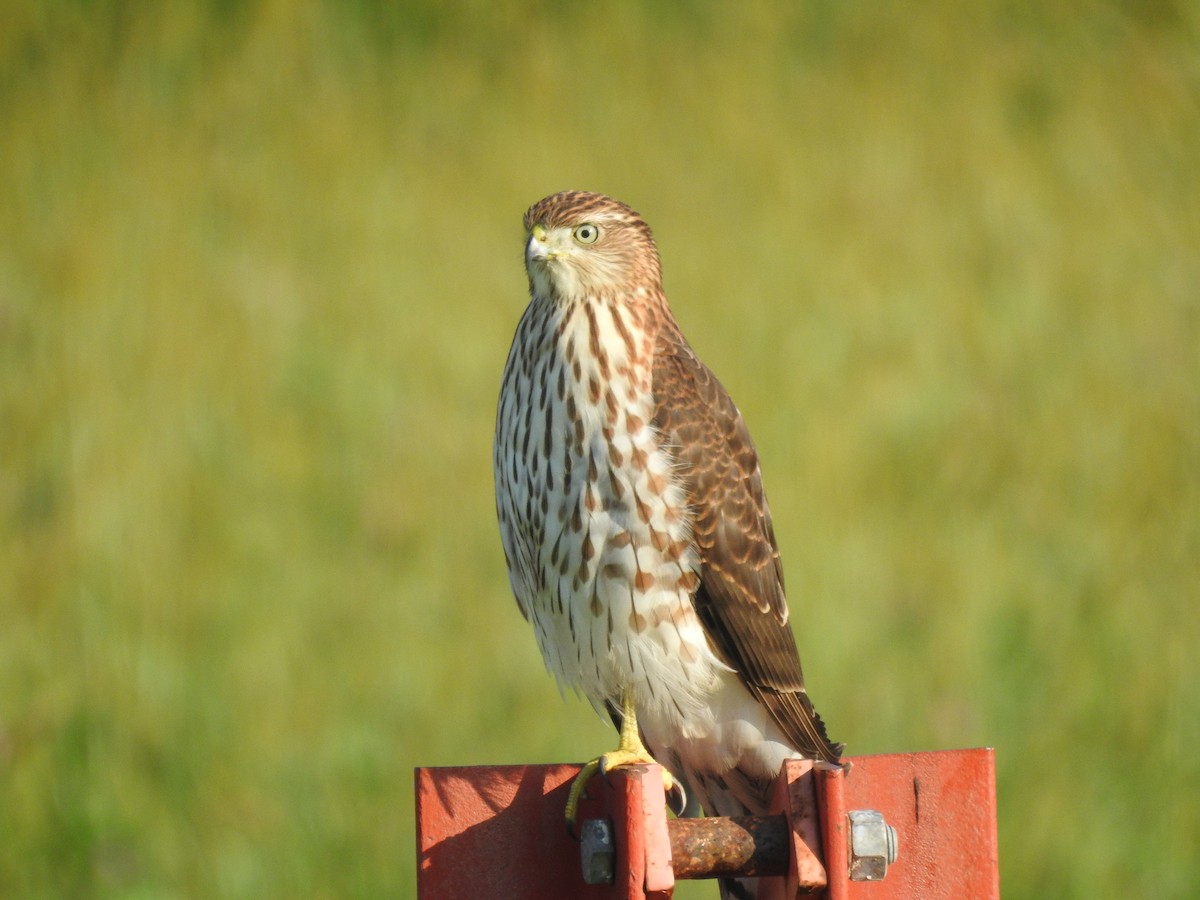 Cooper's Hawk - ML623434576