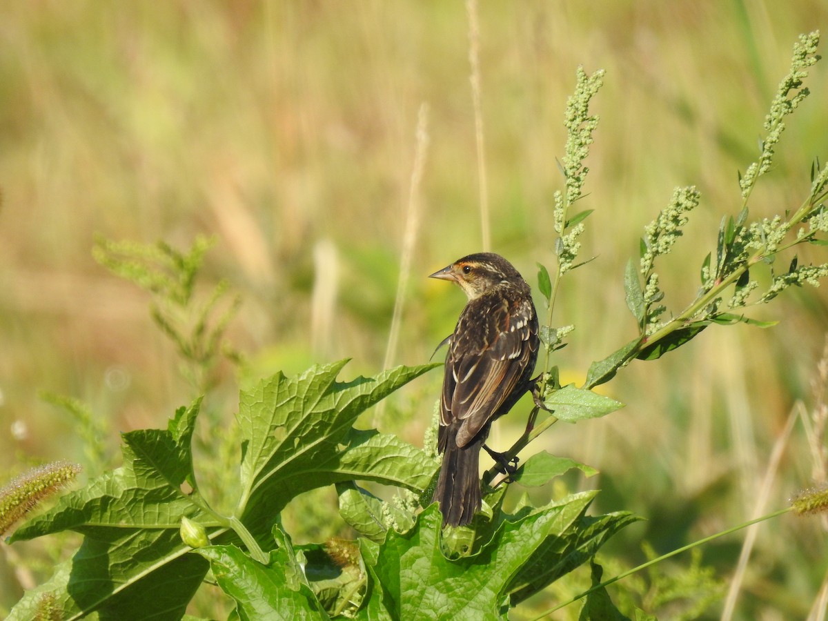 Red-winged Blackbird - ML623434589