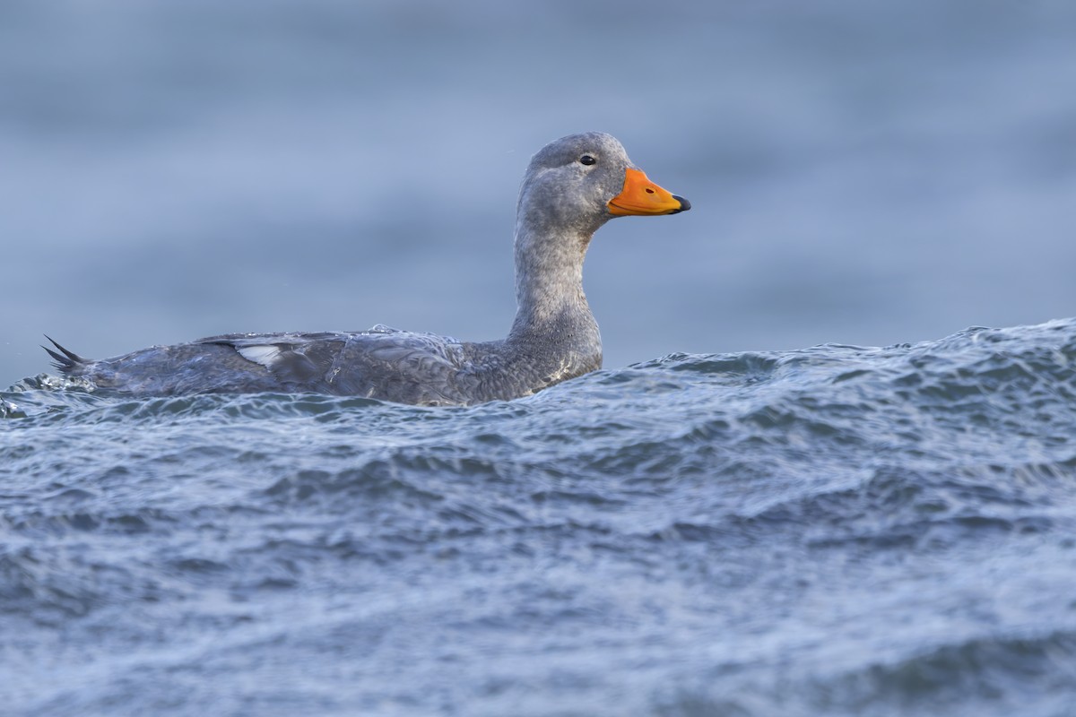 Flightless Steamer-Duck - ML623434591