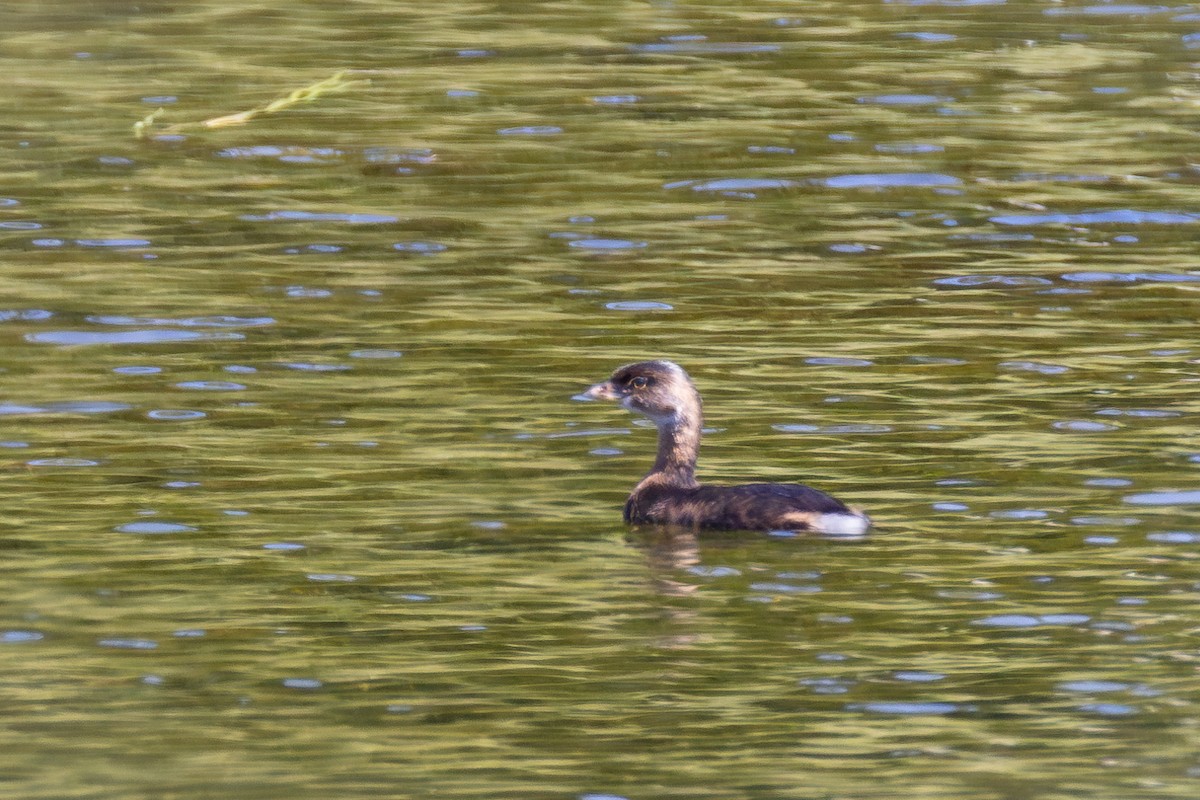 Pied-billed Grebe - Lyall Bouchard