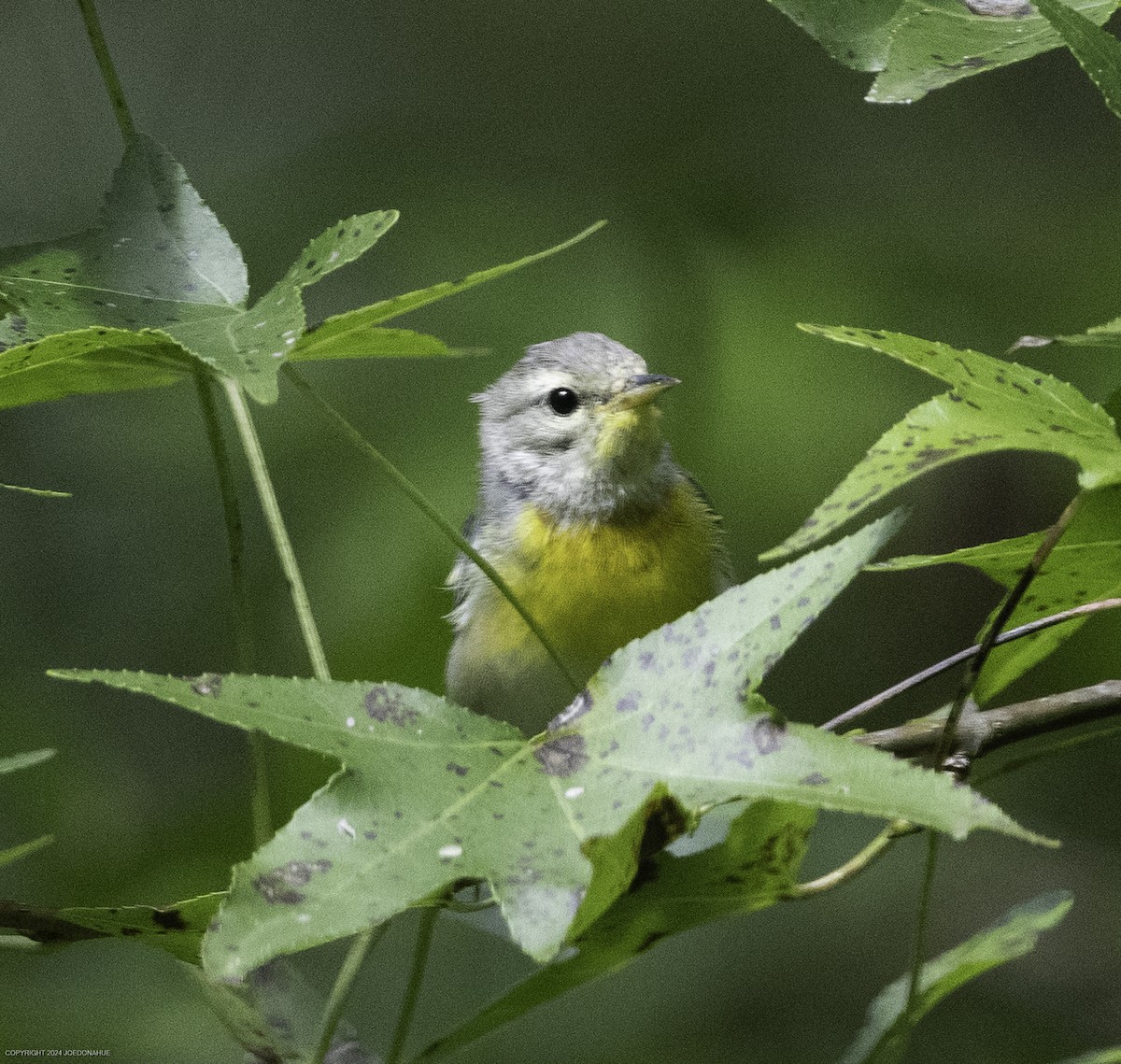 Northern Parula - ML623434604