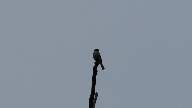 Bar-winged Flycatcher-shrike - ML623434608