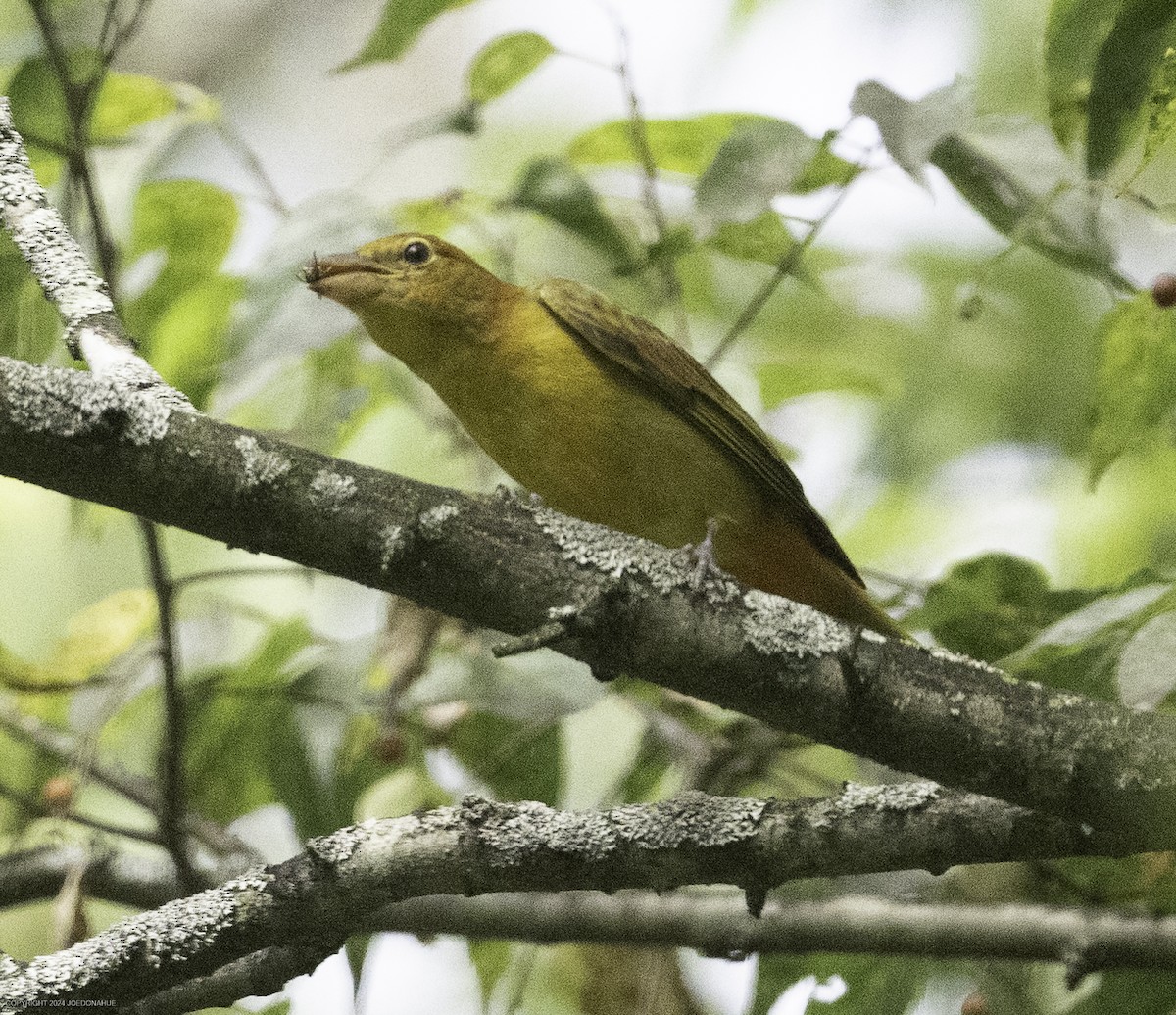 Summer Tanager - ML623434613