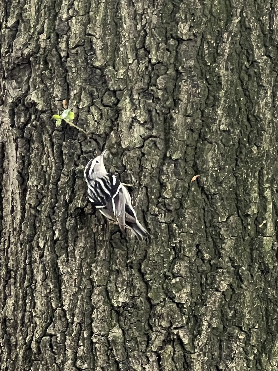 Black-and-white Warbler - ML623434645
