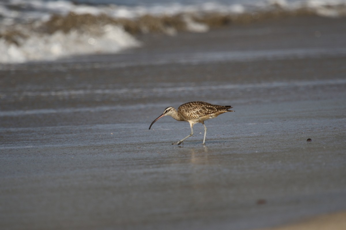 Whimbrel - Riley Daniels