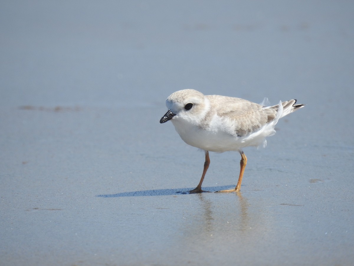 Piping Plover - ML623434660