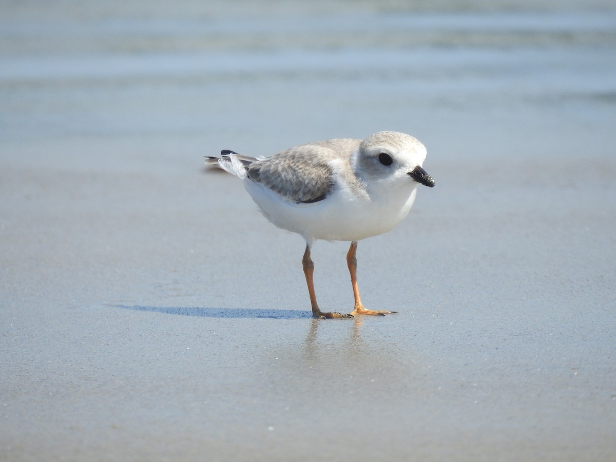 Piping Plover - ML623434663