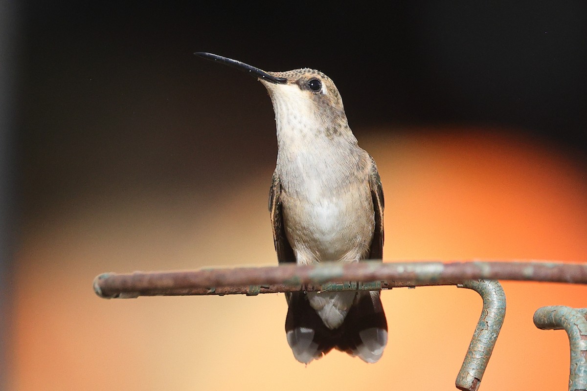 Black-chinned Hummingbird - ML623434723