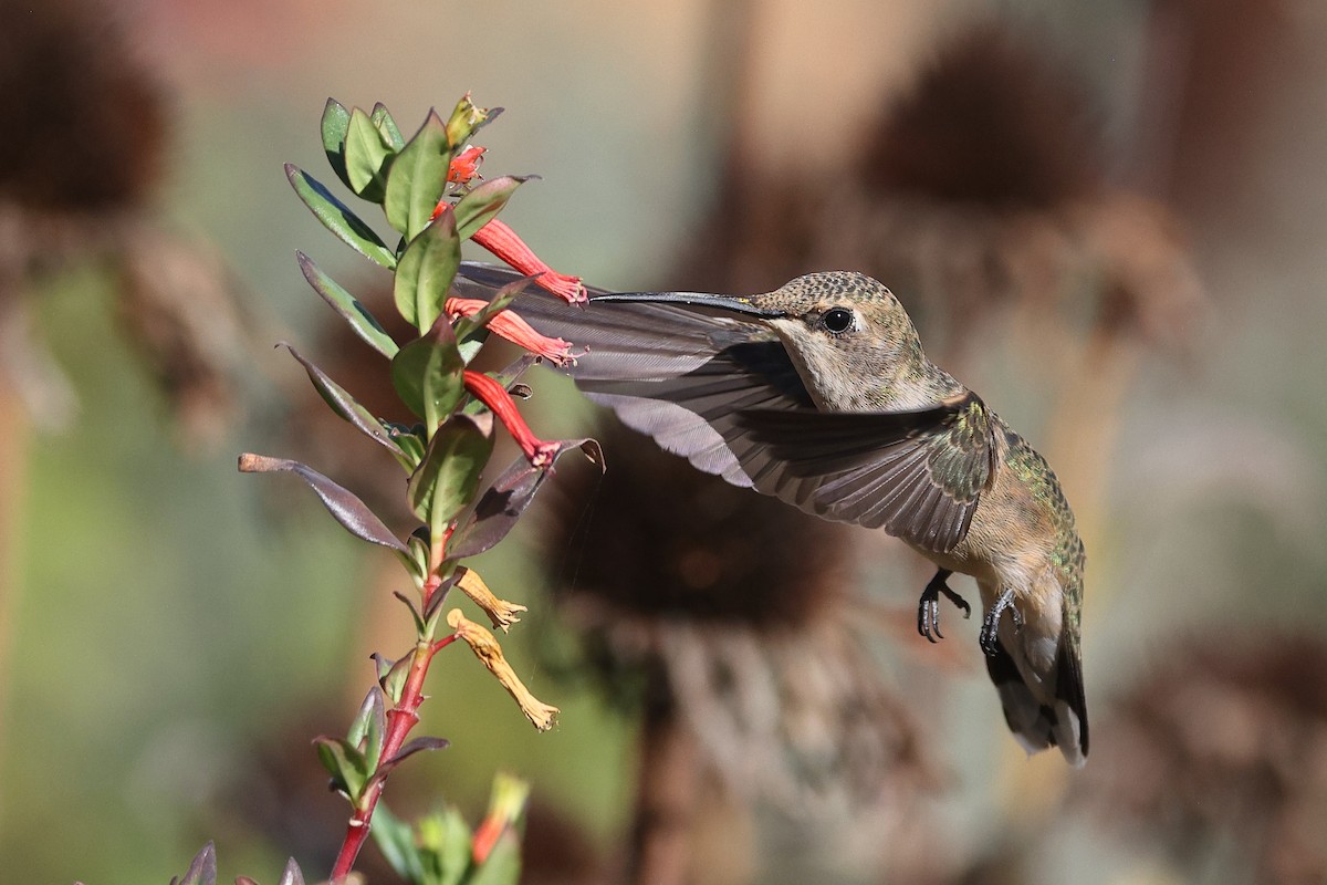 Black-chinned Hummingbird - Linda Pittman