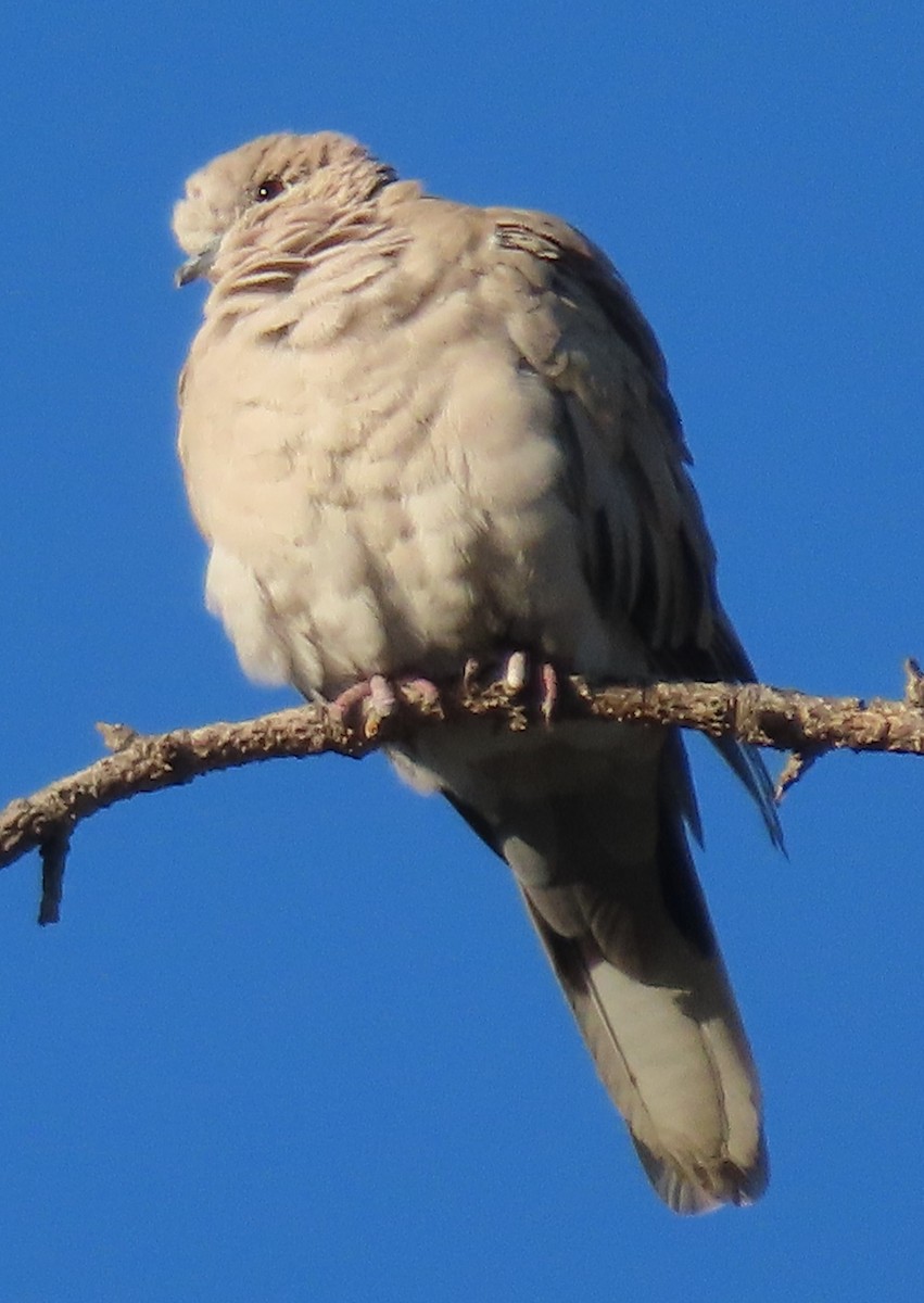 Eurasian Collared-Dove - BEN BAILEY