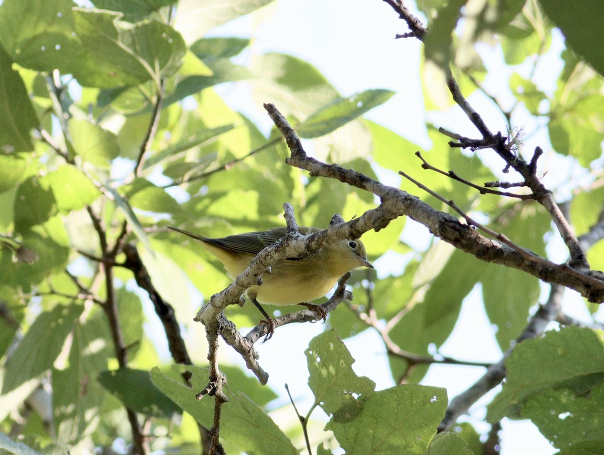 Nashville Warbler - ML623434815