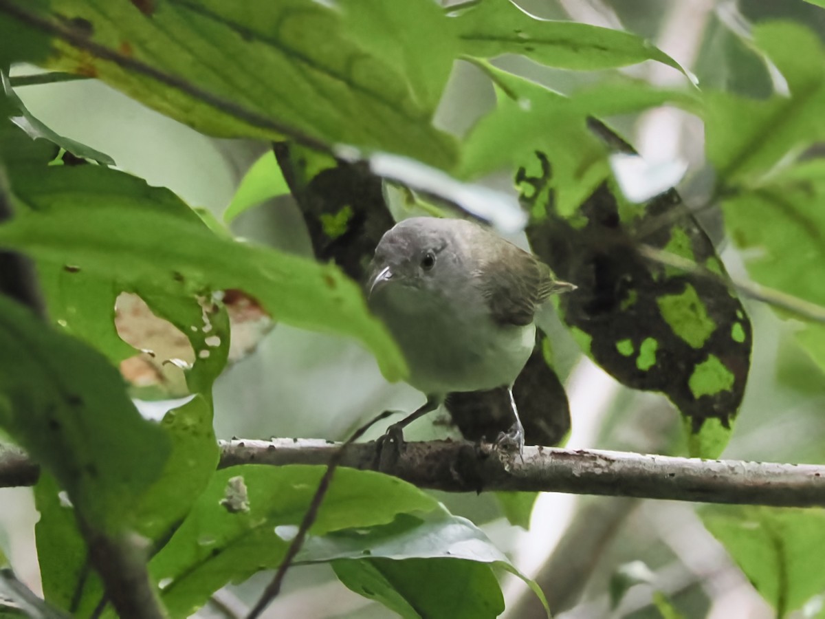 Green-backed Honeyeater - ML623434823