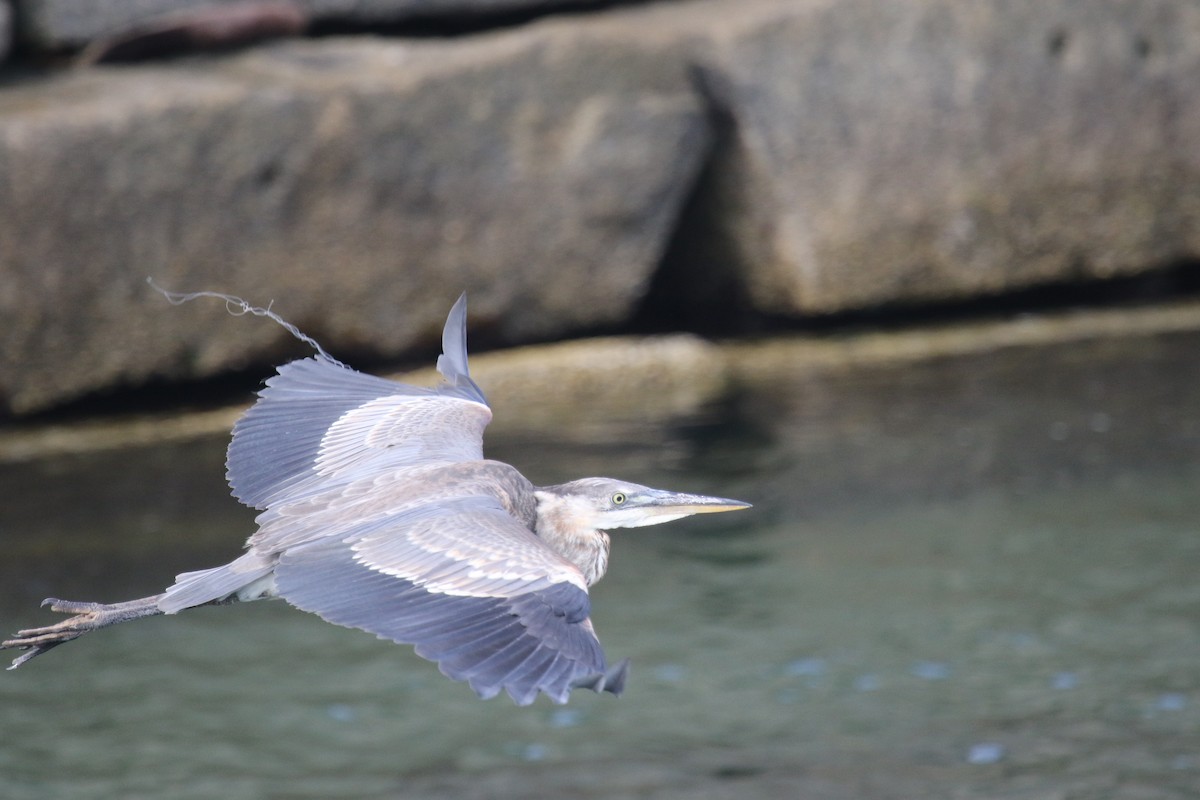 Great Blue Heron - Riley Daniels