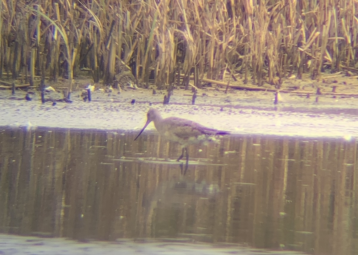 Hudsonian Godwit - Shane Murphy