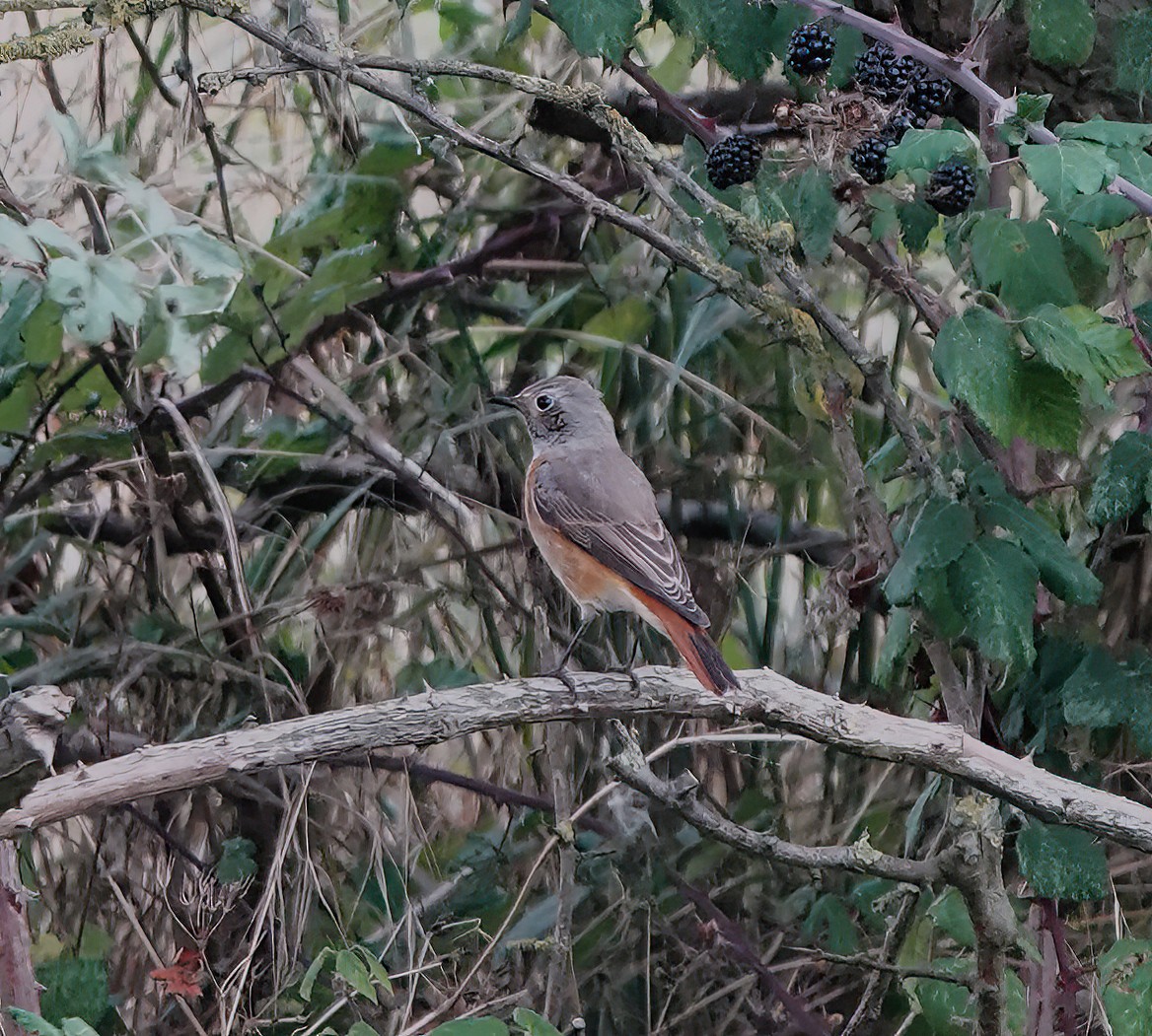 Common Redstart - ML623434935