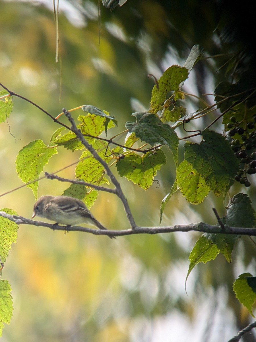 Least Flycatcher - ML623434944