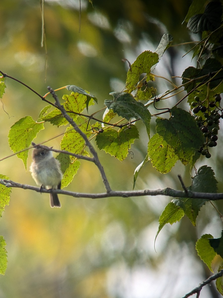 Least Flycatcher - ML623434945