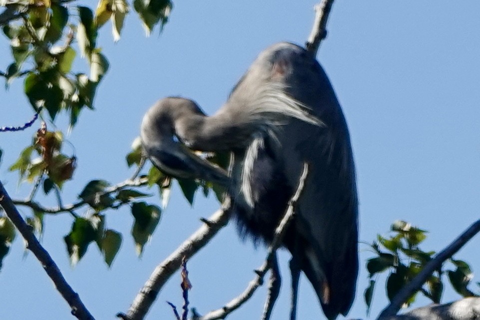 Great Blue Heron - ML623434947
