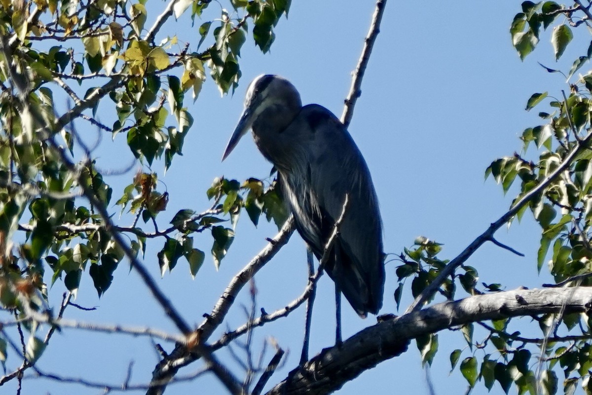 Great Blue Heron - ML623434948