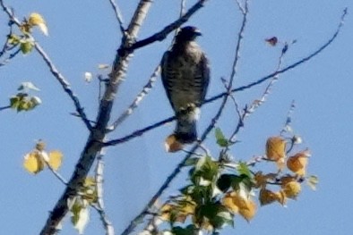 hawk sp. - ML623434964