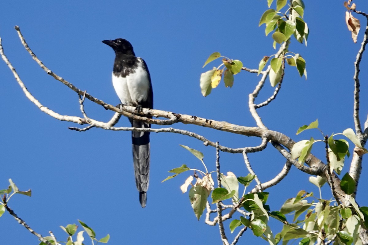 Black-billed Magpie - ML623434995