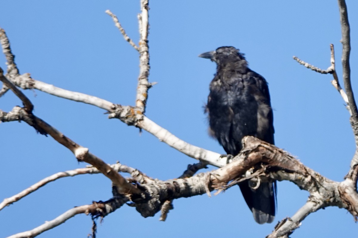 American Crow - ML623435006