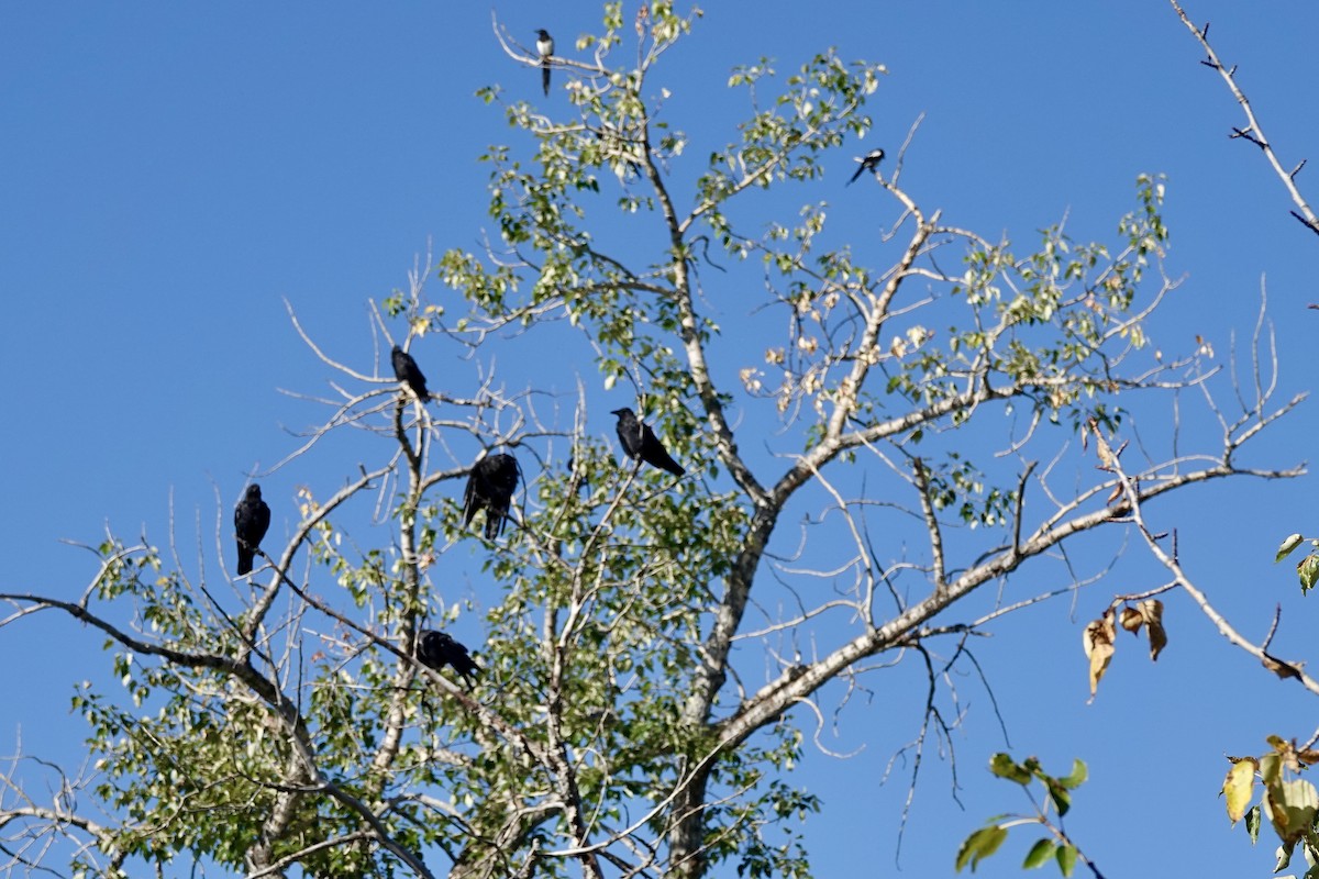 American Crow - ML623435007