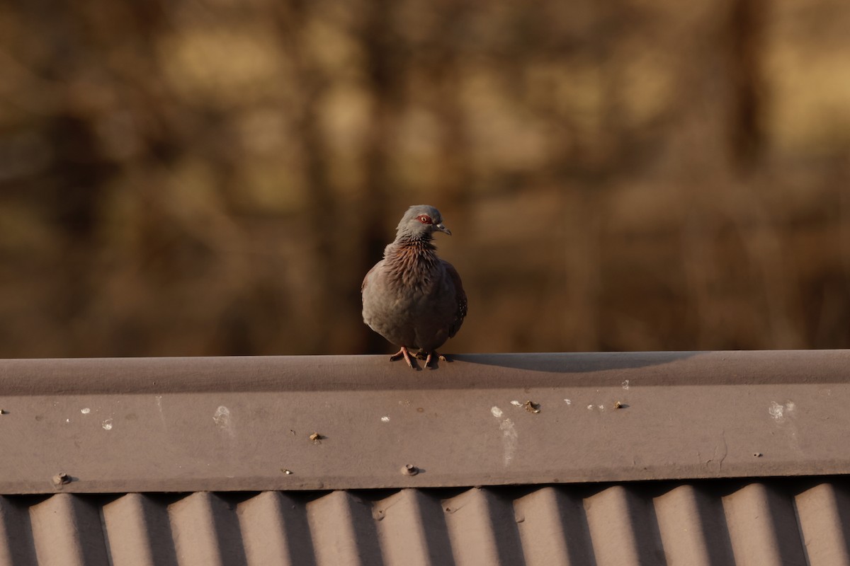 Speckled Pigeon - ML623435009