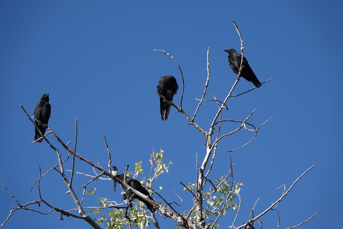 American Crow - ML623435010