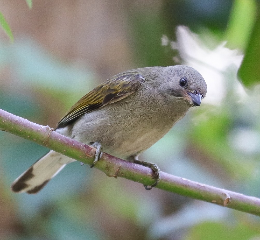 Lesser Honeyguide - ML623435042