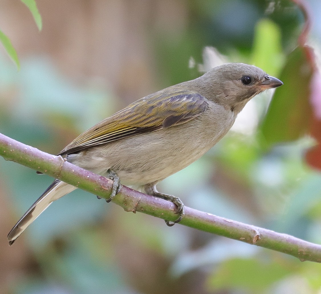 Lesser Honeyguide - ML623435043