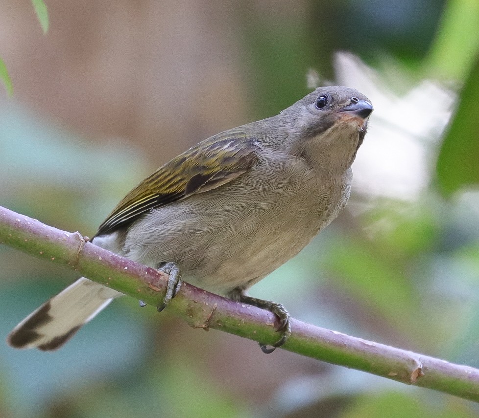 Lesser Honeyguide - ML623435044