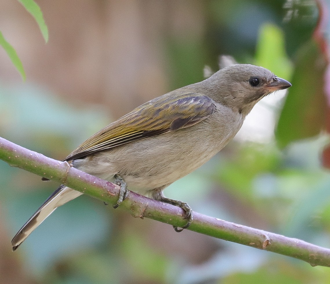 Lesser Honeyguide - ML623435045