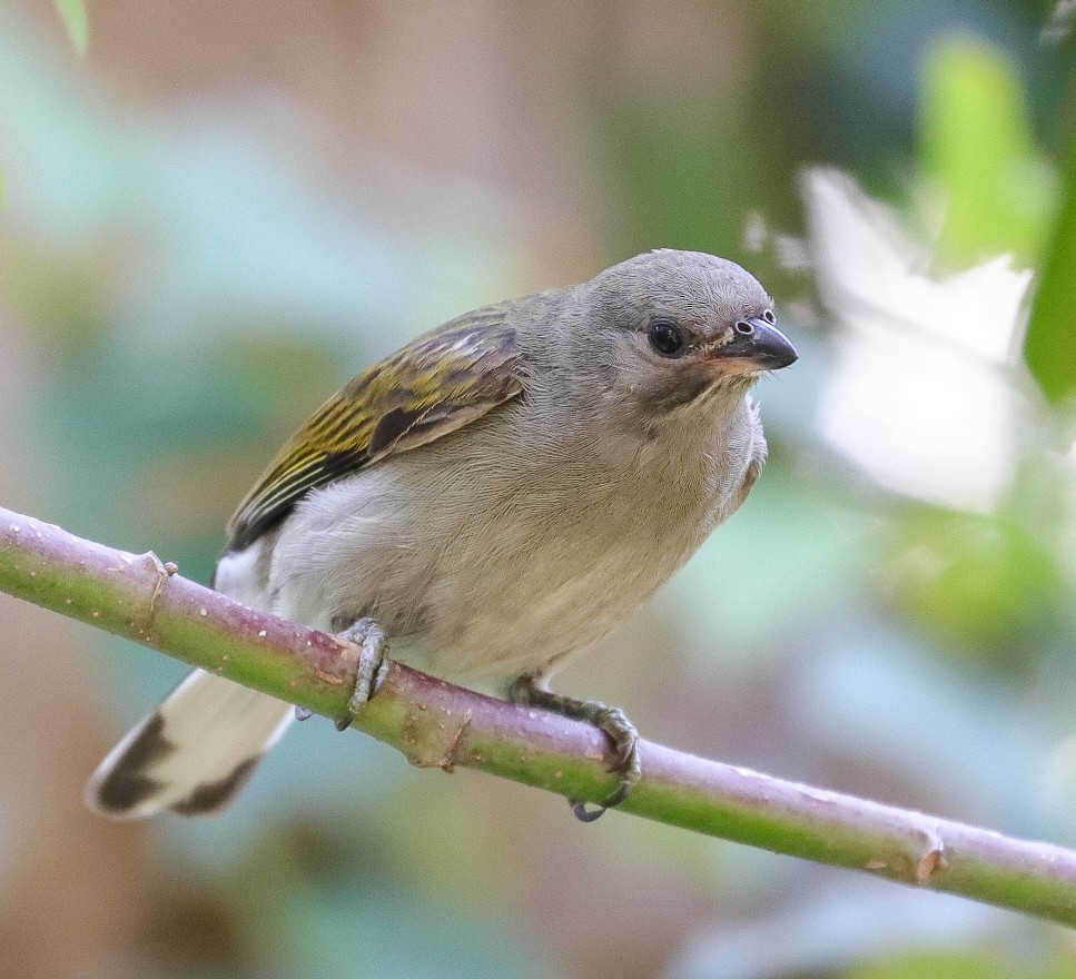 Lesser Honeyguide - ML623435046