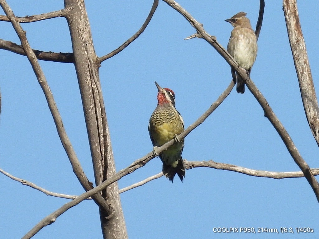 Red-naped Sapsucker - ML623435064