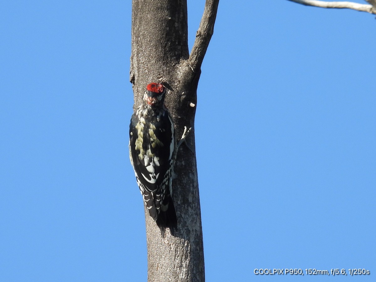 Red-naped Sapsucker - ML623435065
