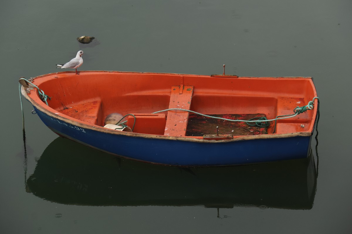 Black-headed Gull - ML623435087