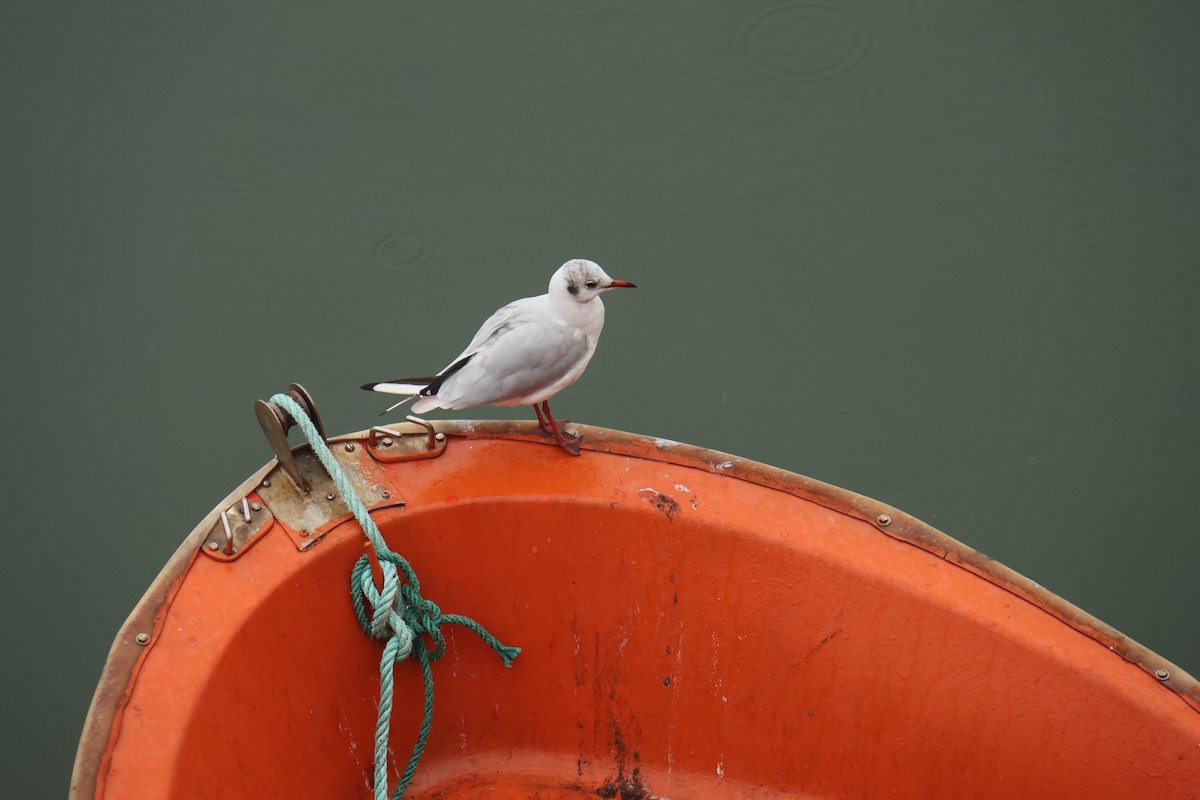 Black-headed Gull - ML623435088