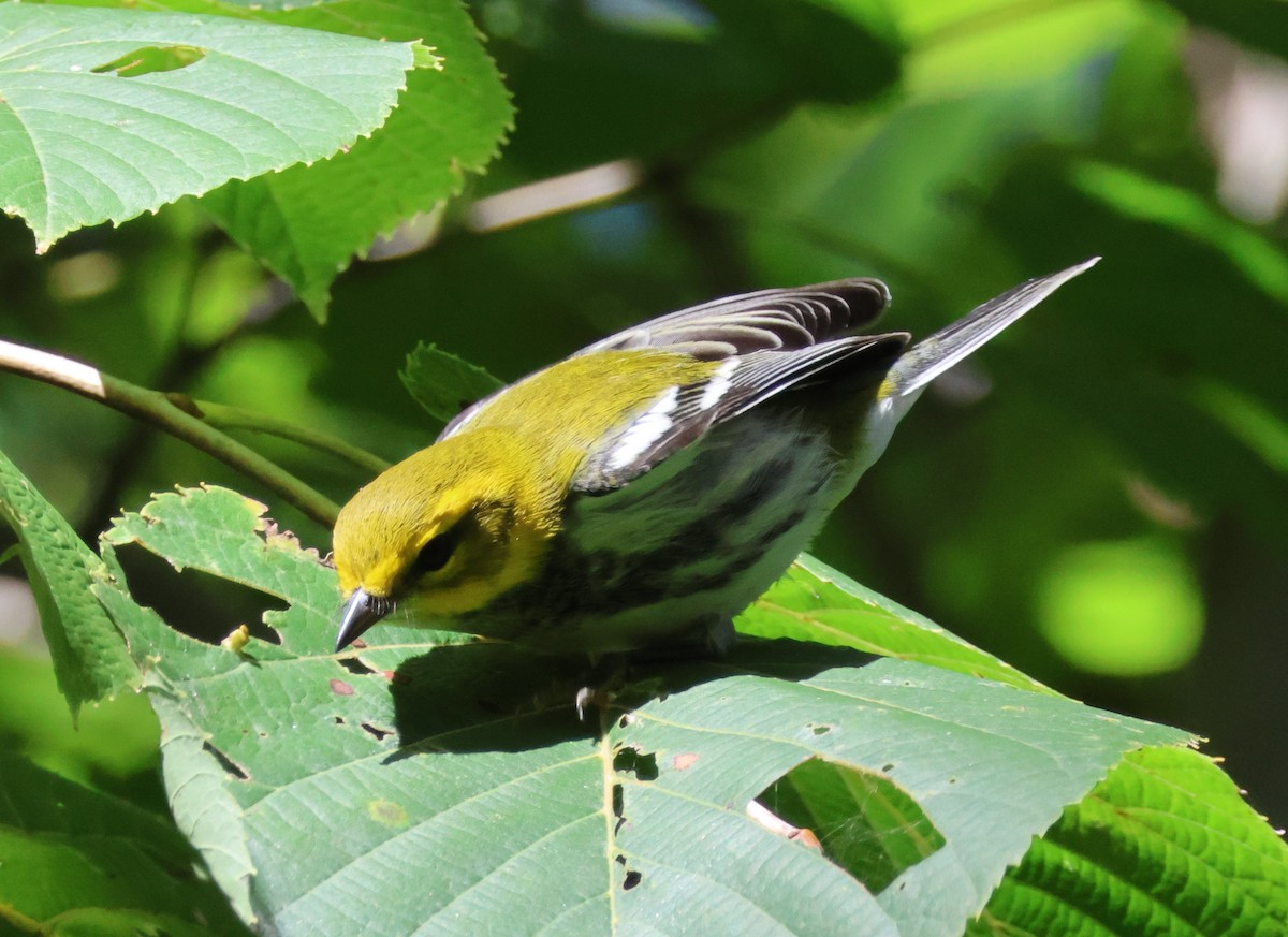 Black-throated Green Warbler - ML623435147