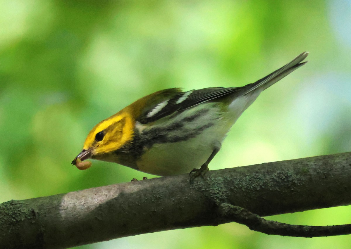 Black-throated Green Warbler - ML623435153