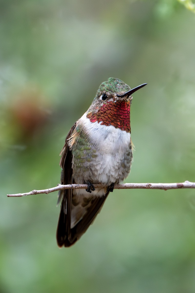 Colibrí Coliancho - ML623435157