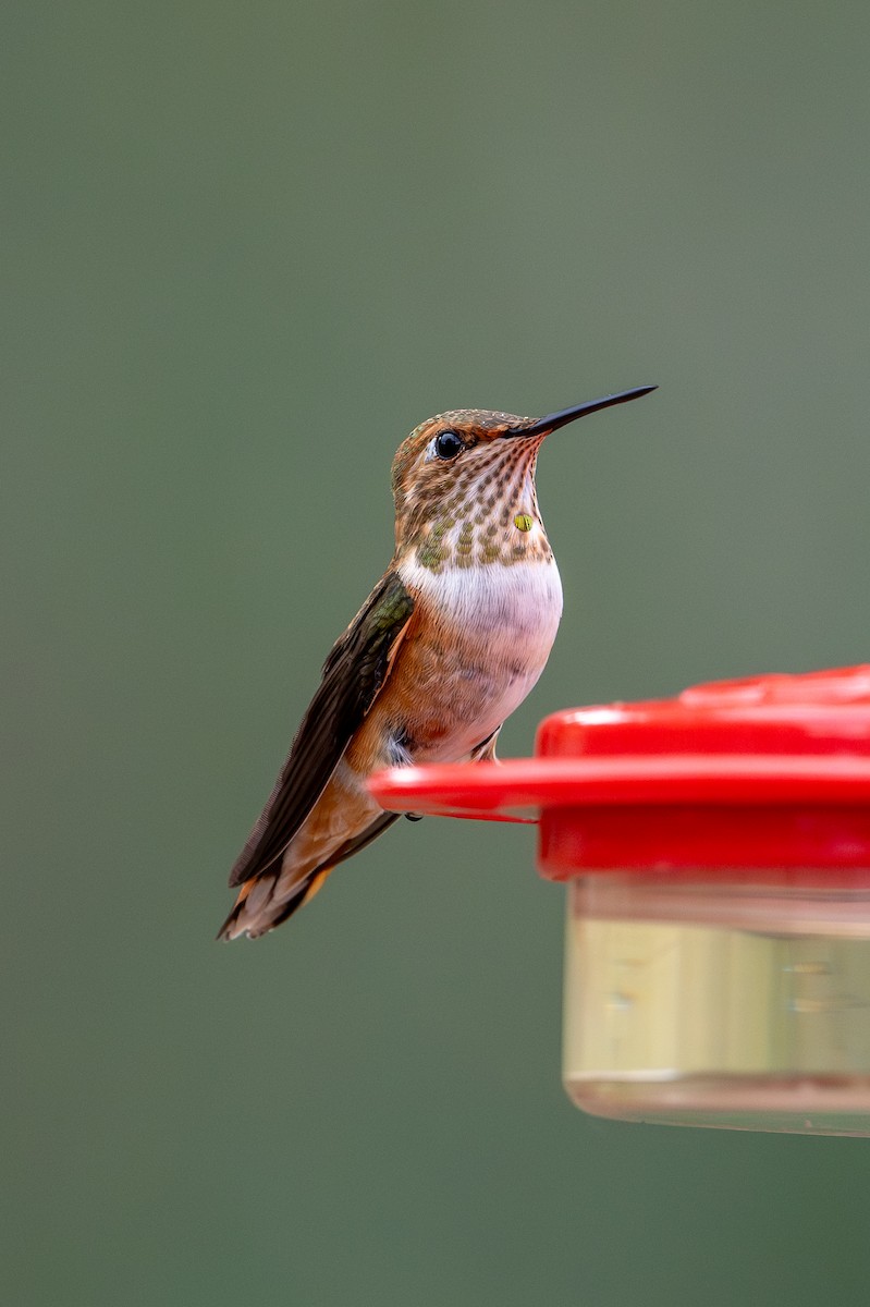 Rufous Hummingbird - ML623435165