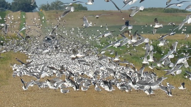 Franklin's Gull - ML623435166