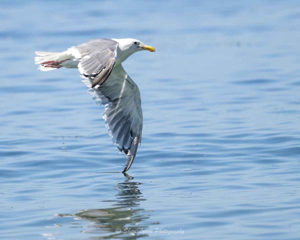 Western Gull - ML623435226