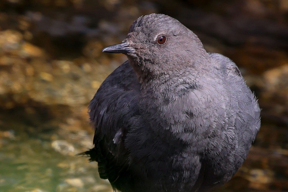 American Dipper - ML623435331