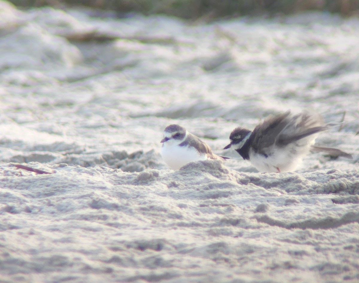 Kentish Plover - ML623435349