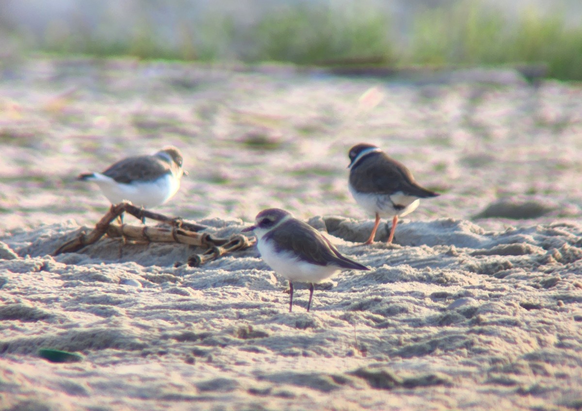 Kentish Plover - ML623435350