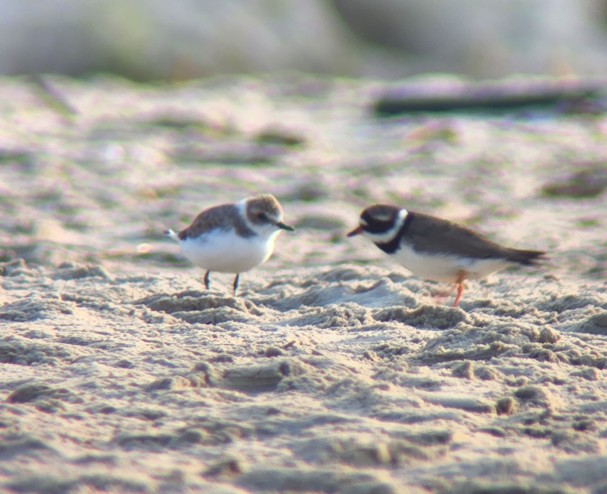 Kentish Plover - ML623435351