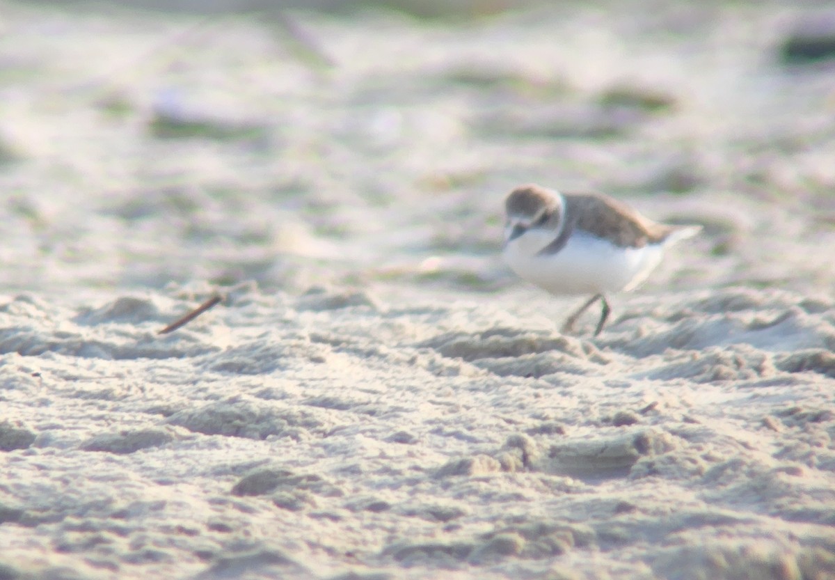 Kentish Plover - ML623435352