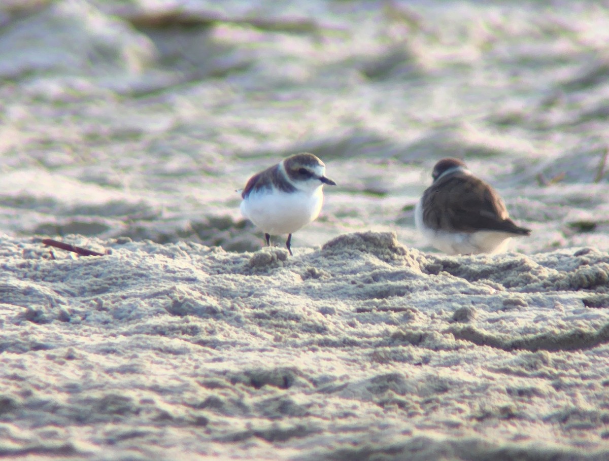 Kentish Plover - ML623435353